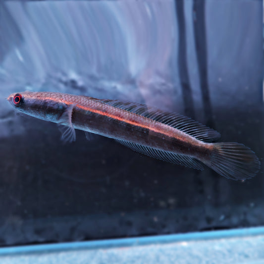 Channa Maruloides Red Barito 9-10cm