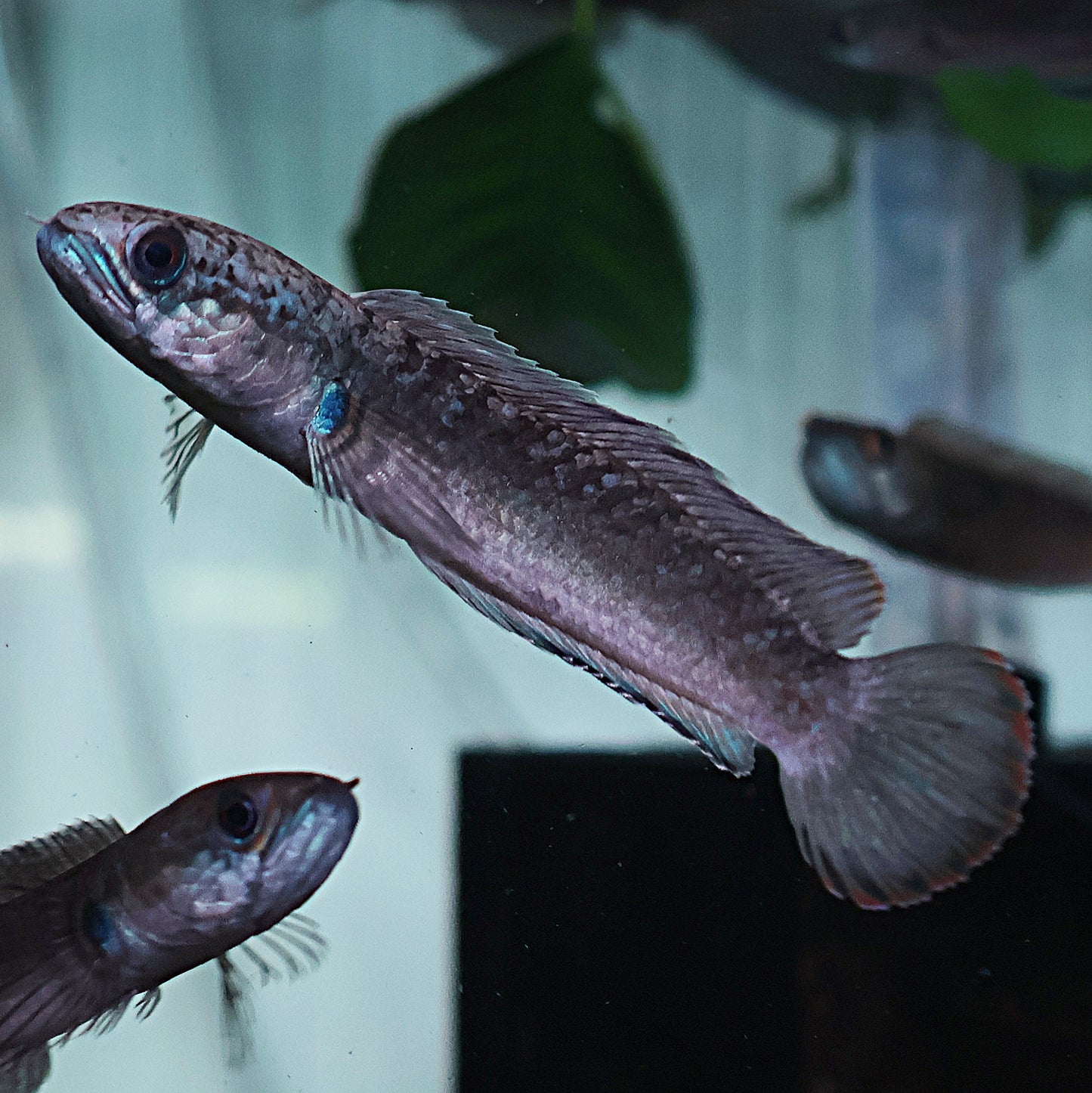Channa Gachua Blue Bengal