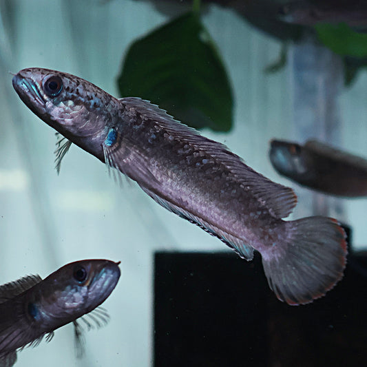 Channa Gachua Blue Bengal