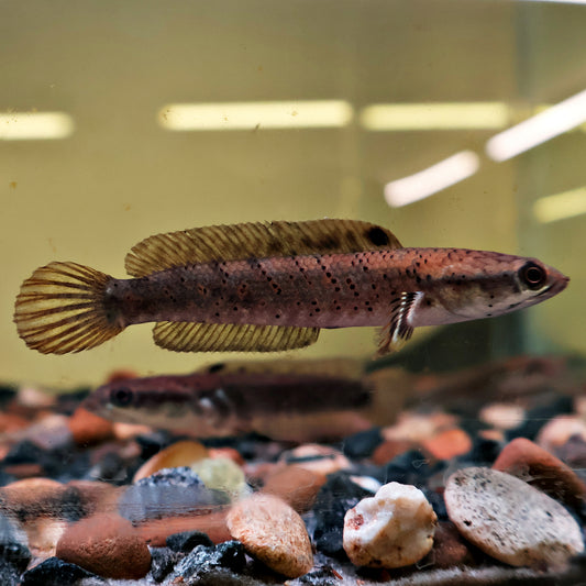 Channa pulchra bleu