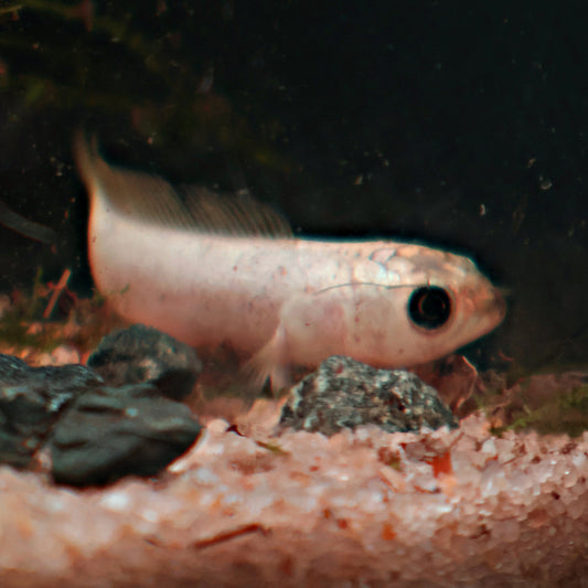 Channa Asiatica Platinium