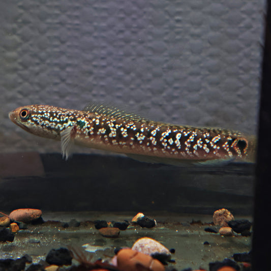 Channa Asiatica Super Foam