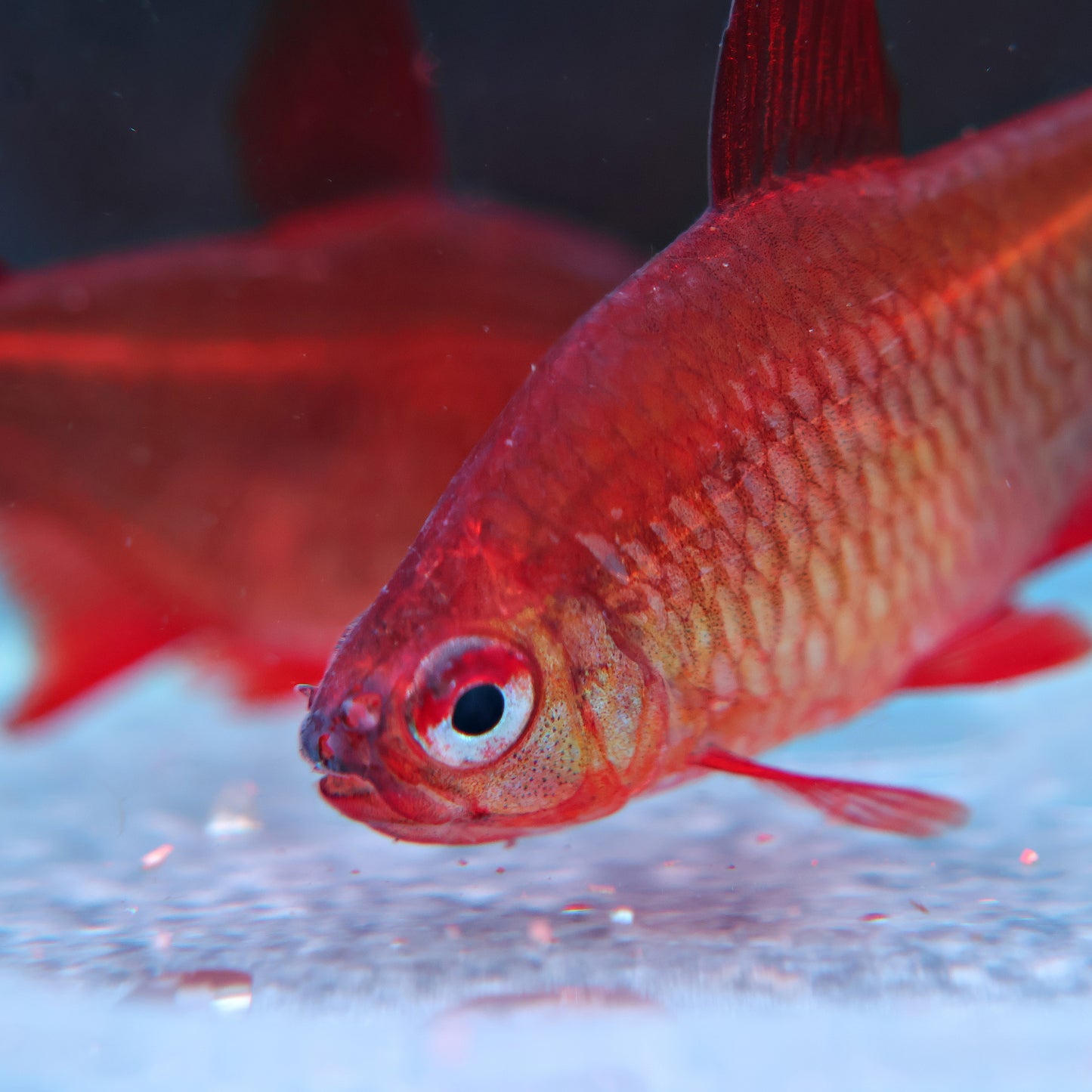 Tetra red Cherry - Hyphessobrycon Red Muzel