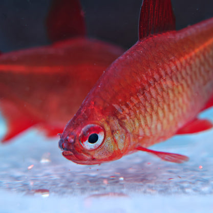 Tetra red Cherry - Hyphessobrycon Red Muzel