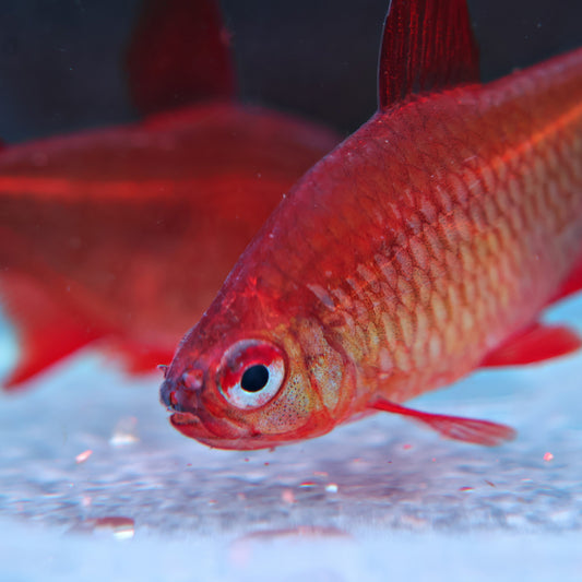 Tetra red Cherry - Hyphessobrycon Red Muzel