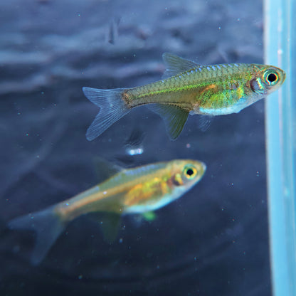 Microdevario kubotai