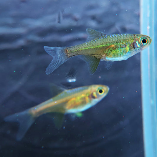 Microdevario kubotai