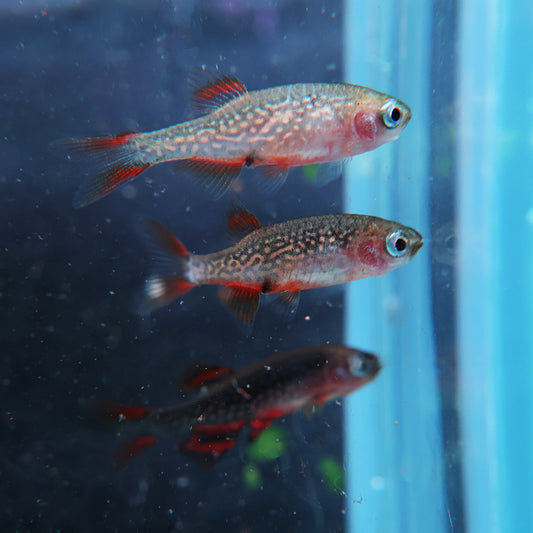 Danio margaritatus Microrasbora Galaxy