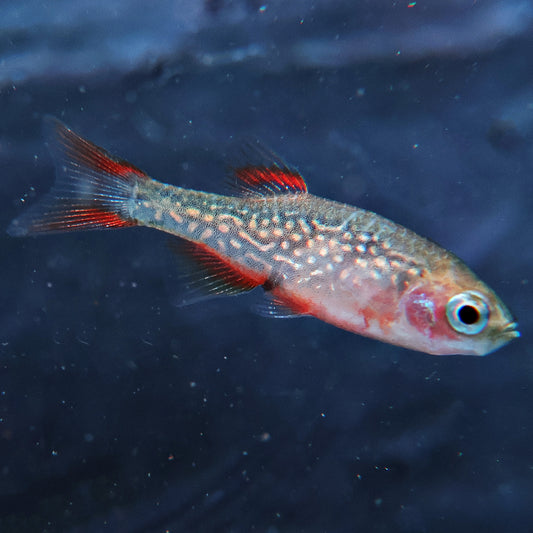 Danio margaritatus Microrasbora Galaxy