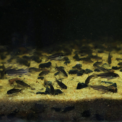 Corydoras pygmaeus