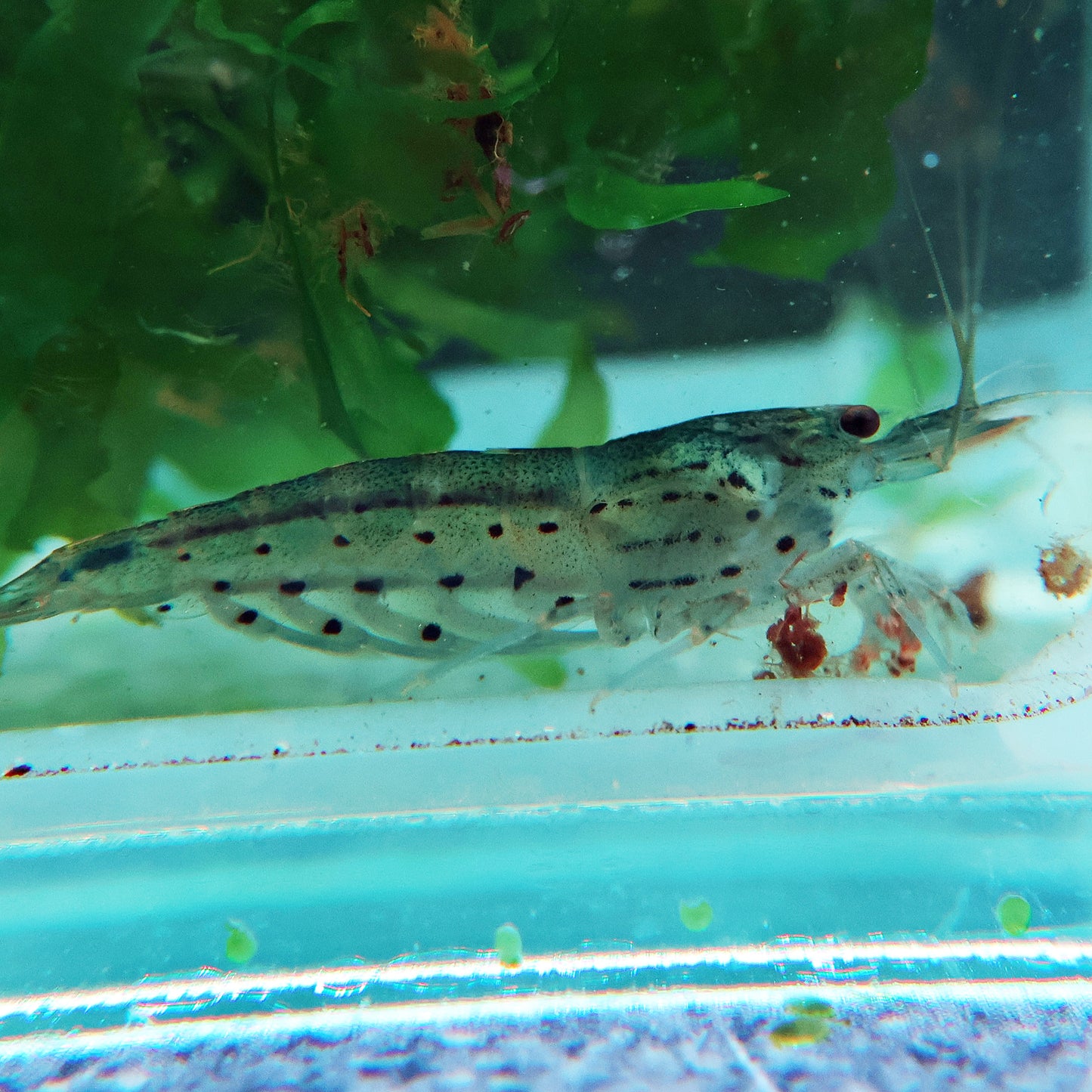Japonica Amano