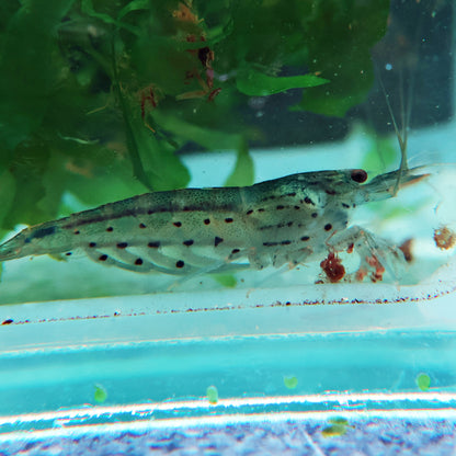 Japonica Amano