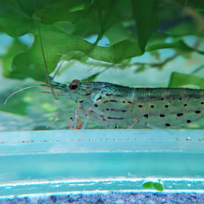 Japonica Amano