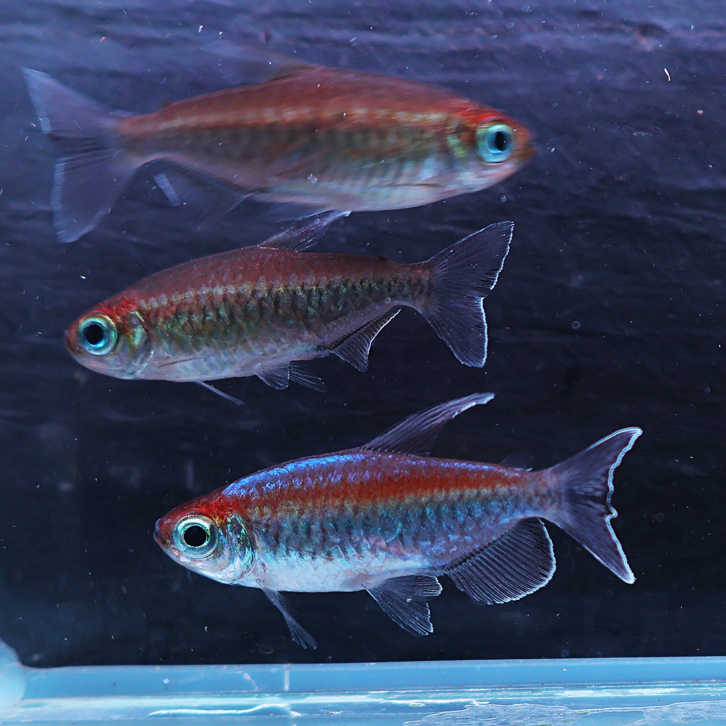Phenacogrammus interruptus - Tetra du Congo