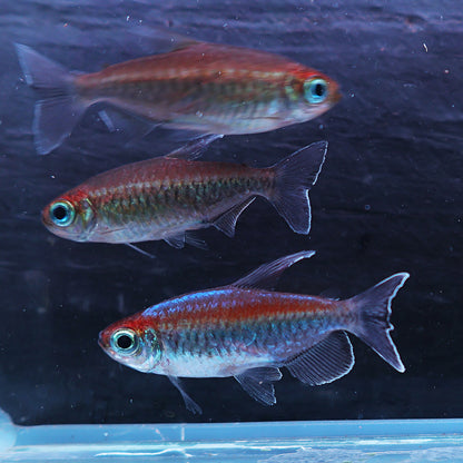 Phenacogrammus interruptus - Tetra du Congo