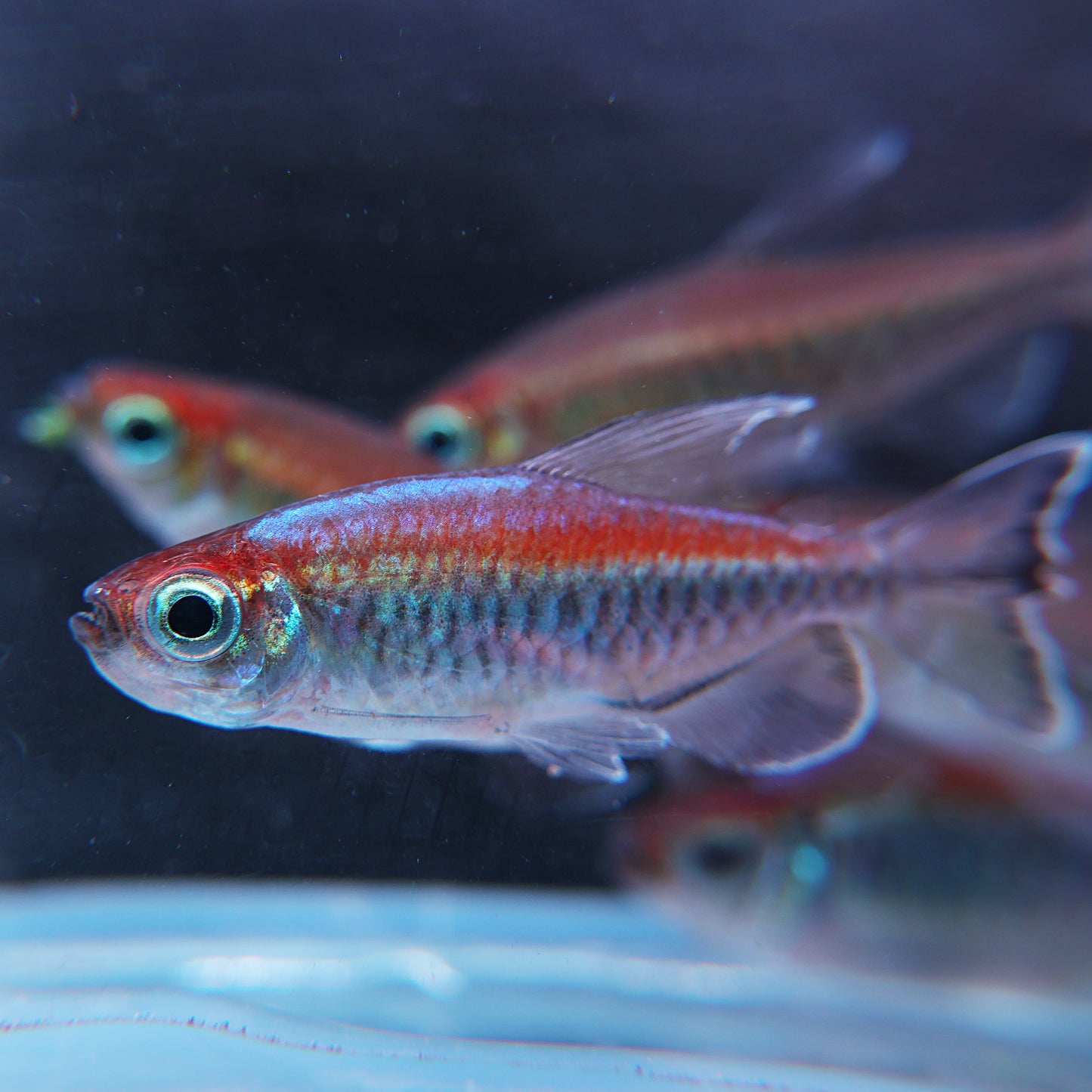 Phenacogrammus interruptus - Tetra du Congo