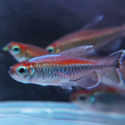 Phenacogrammus interruptus - Tetra du Congo