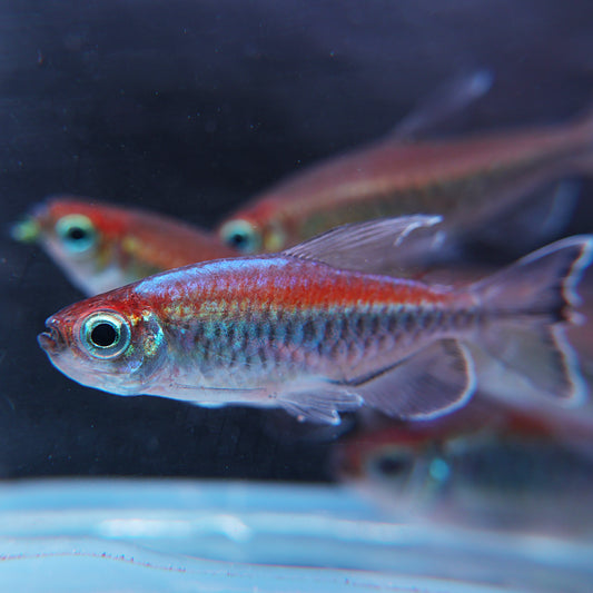 Phenacogrammus interruptus - Tetra du Congo
