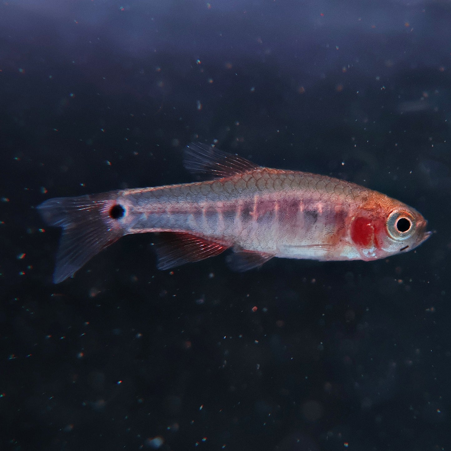 Danio émeraude