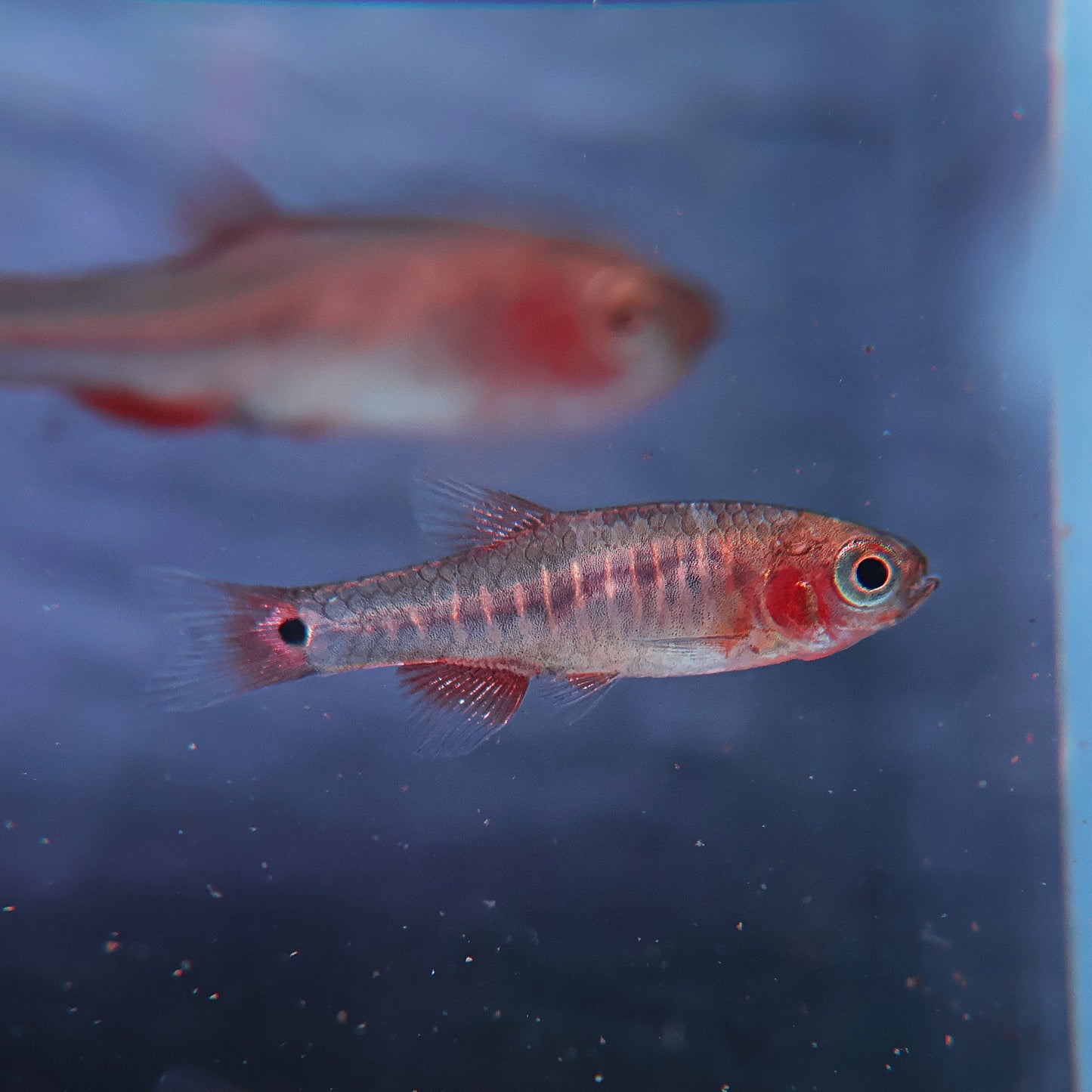 Danio émeraude