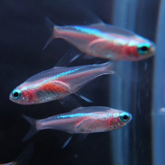 Néon bleu innesi platinium