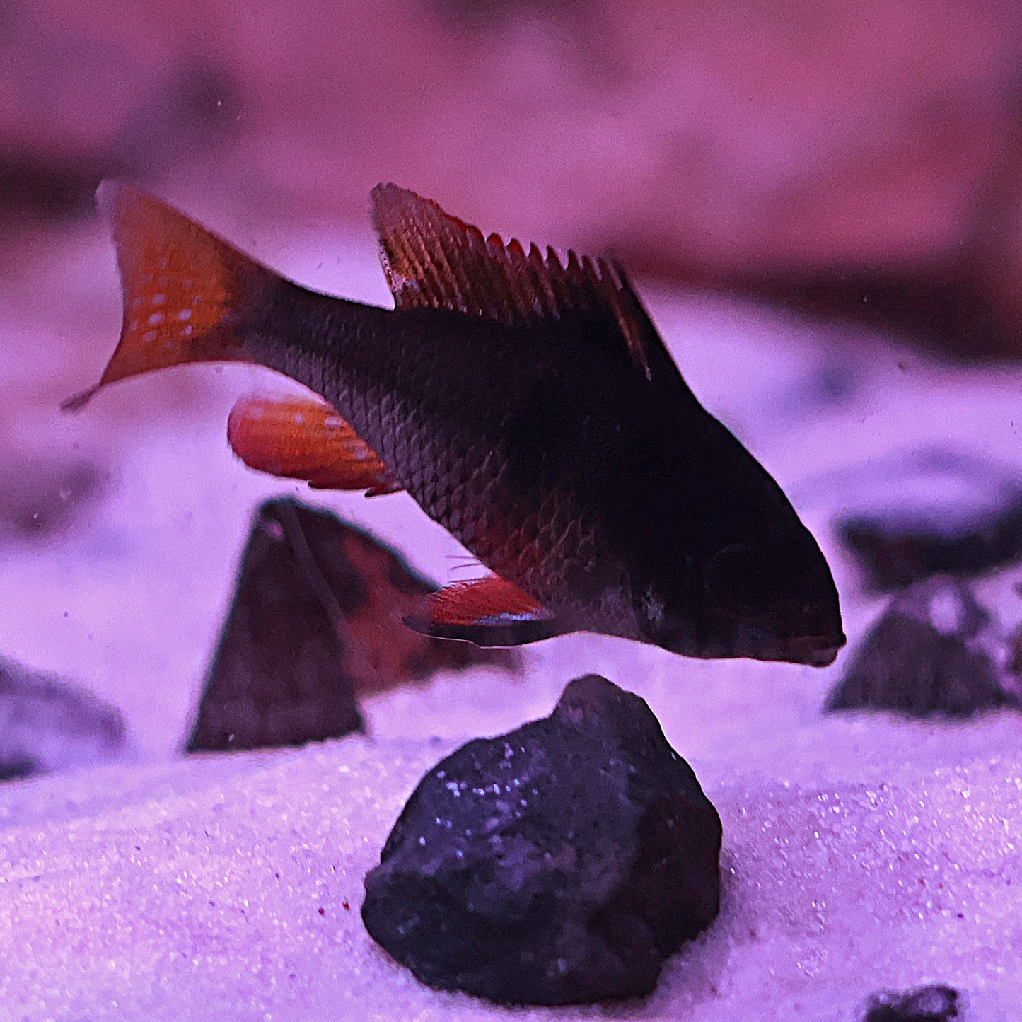 Ramirezi Black (Couple)