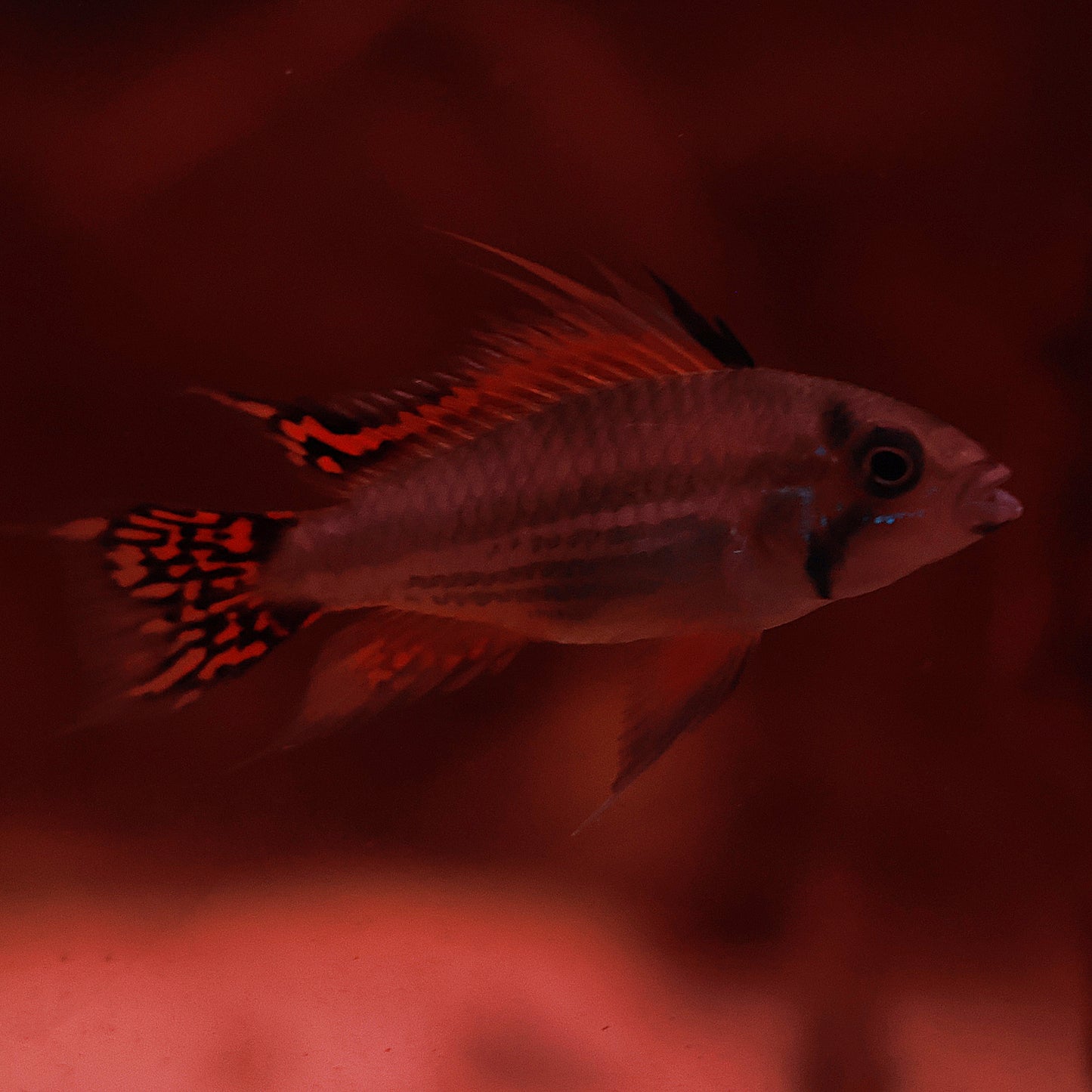 Apistogramma Cacatuoides double red (couple)
