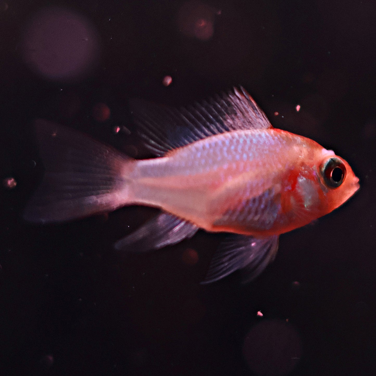 Ramirezi Gold (couple)