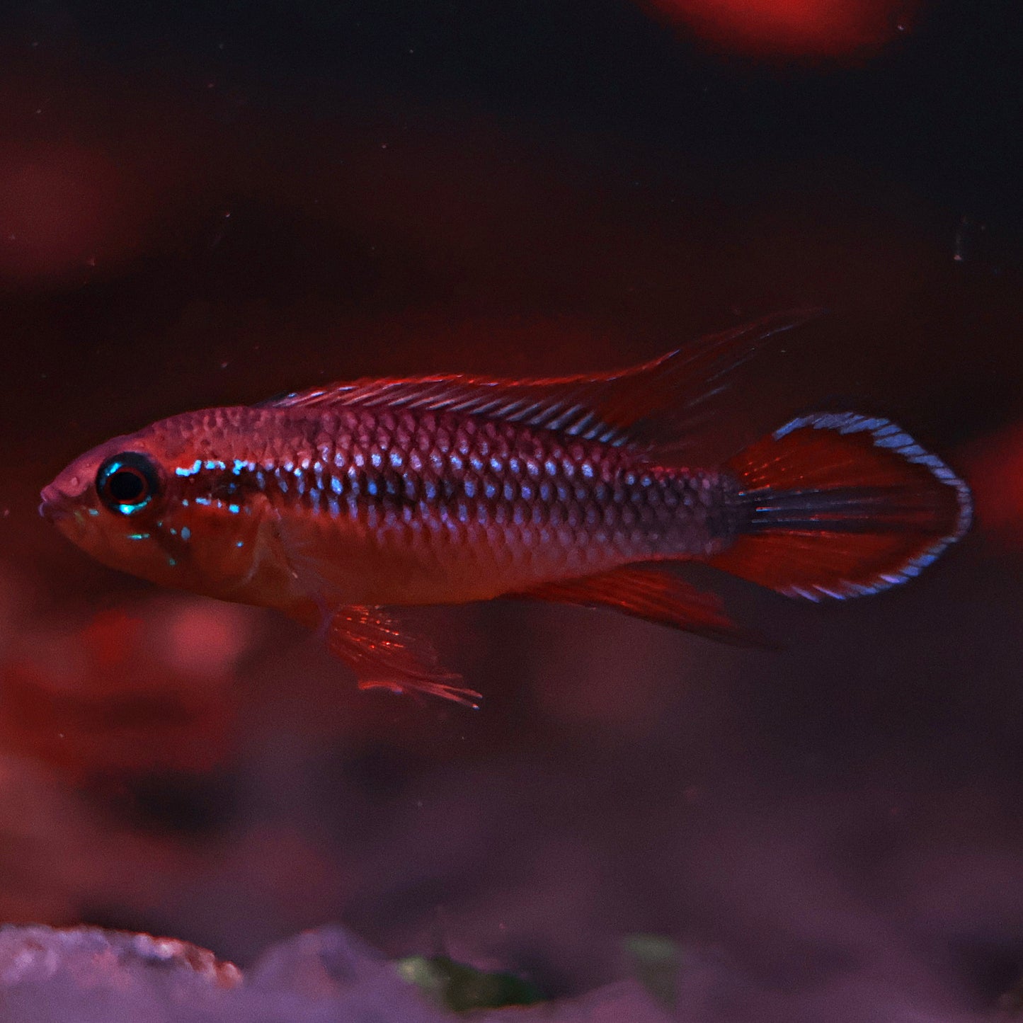 Apistogramma Agazisii Double Red (Couple)
