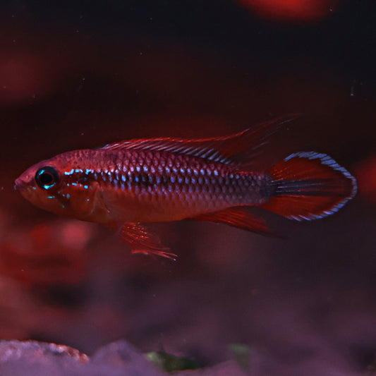 Apistogramma Agazisii Double Red (Couple)