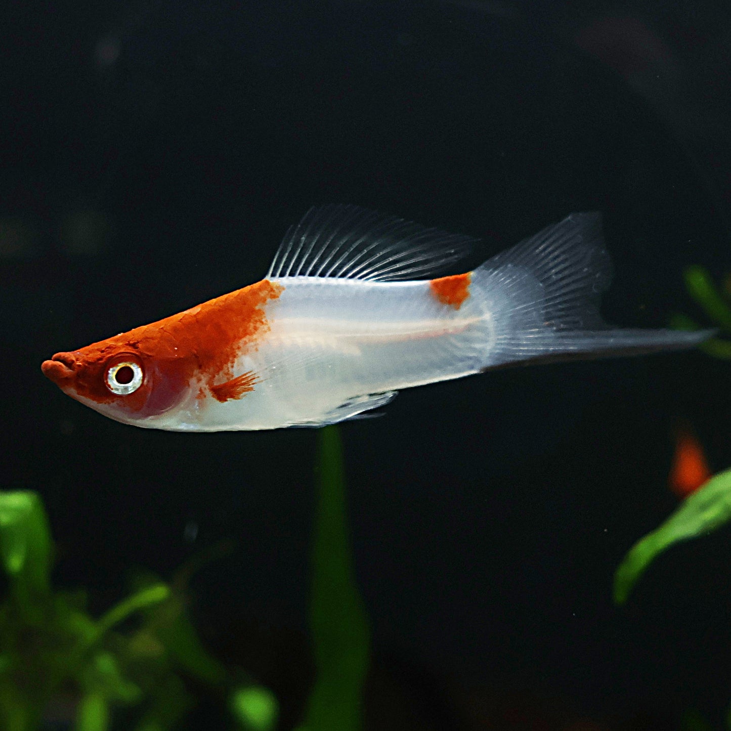 Xipho koi kohaku