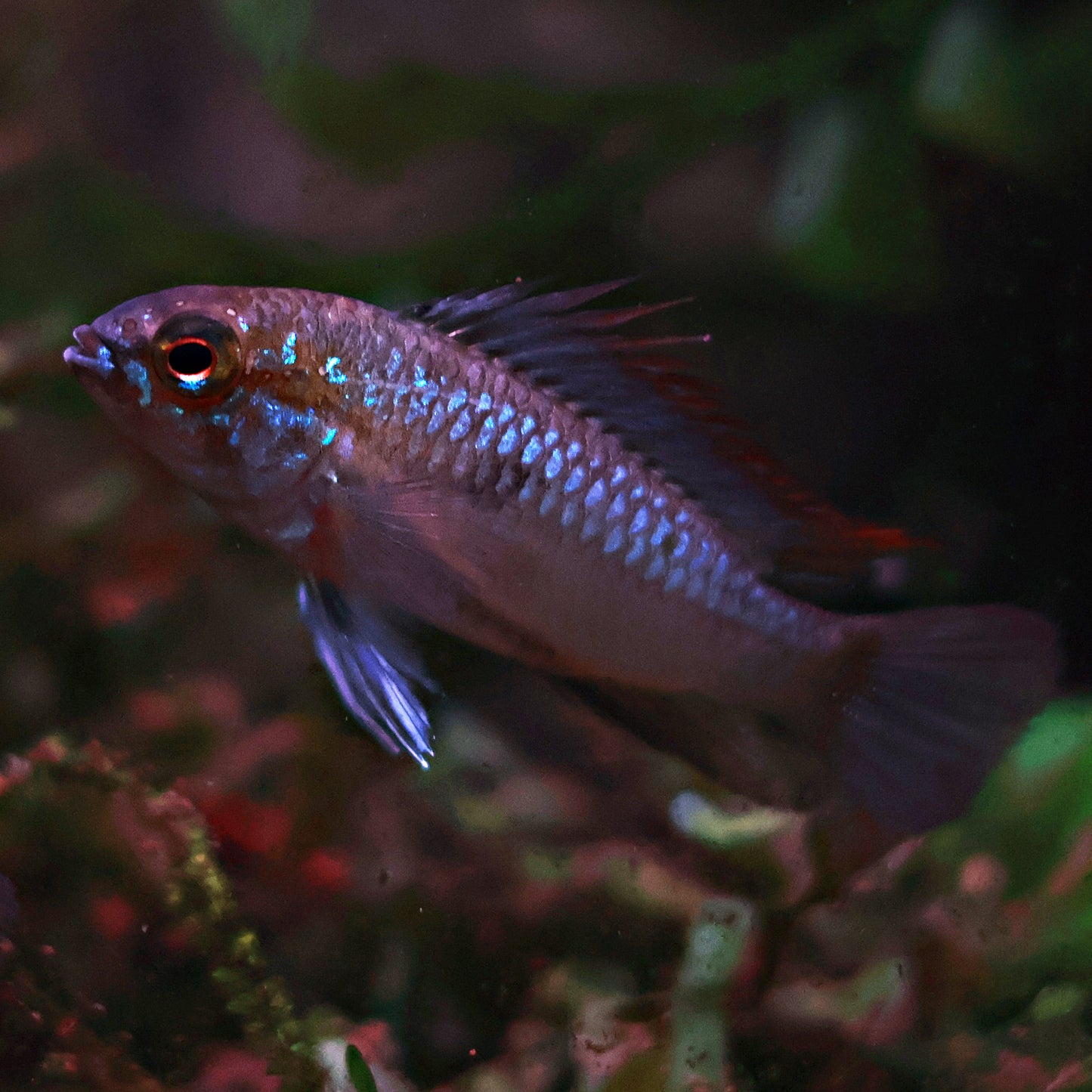 Apistogramma Trifasciata (Couple)