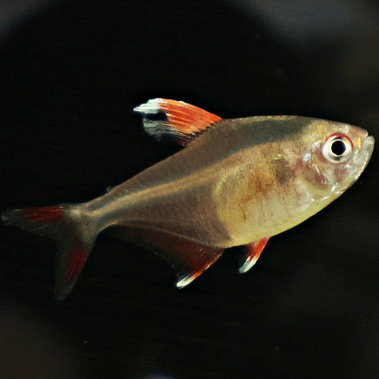 Tetra Hyphessobrycon bentosi white fin
