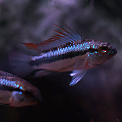 Apistogramma Trifasciata (Couple)