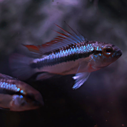 Apistogramma Trifasciata (Couple)