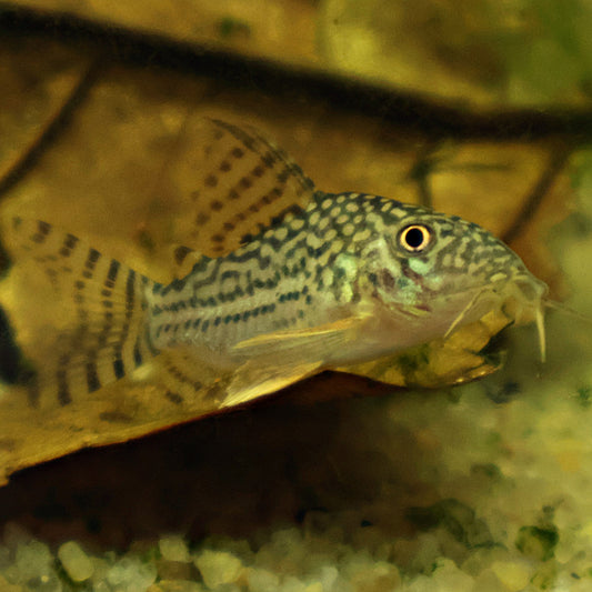 Corydoras Sterbai