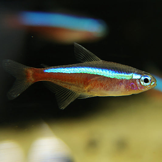 Néon Cardinalis - Paracheirodon axelrodi