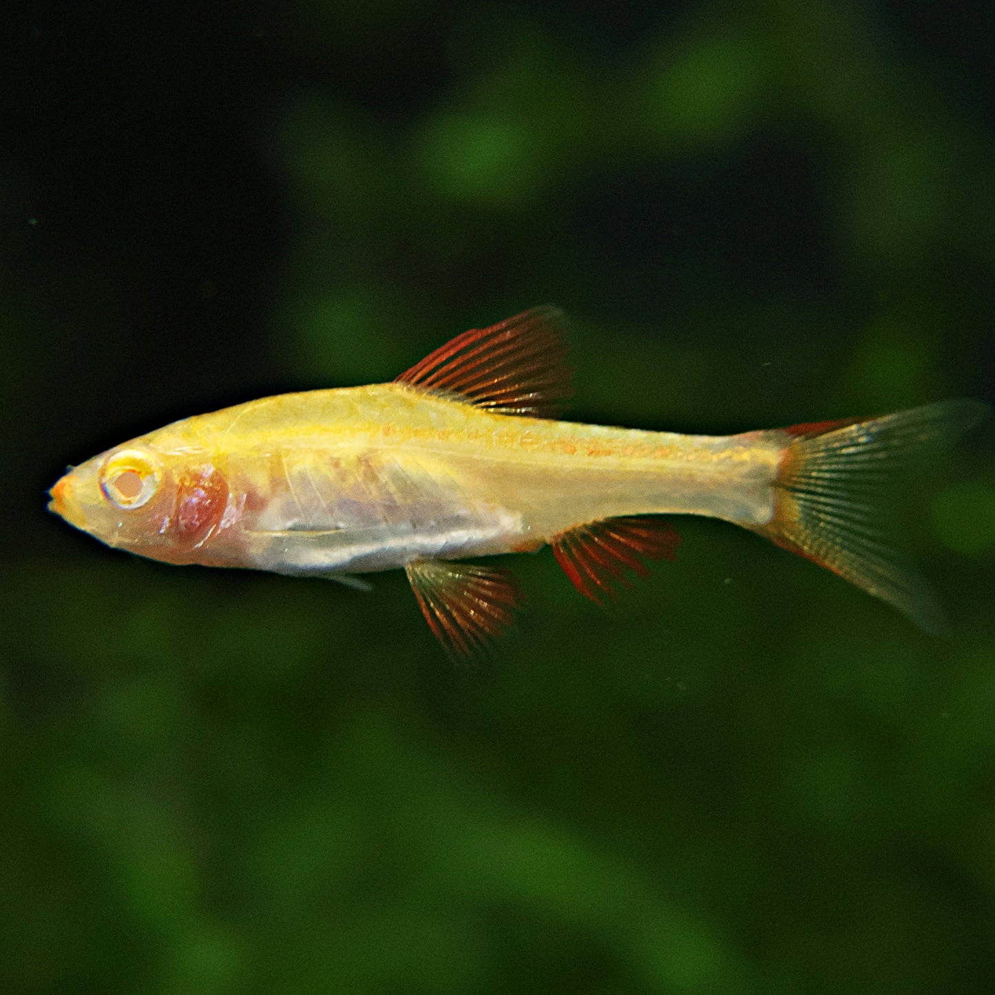 Barbu cerise albinos