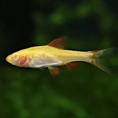 Barbu cerise albinos