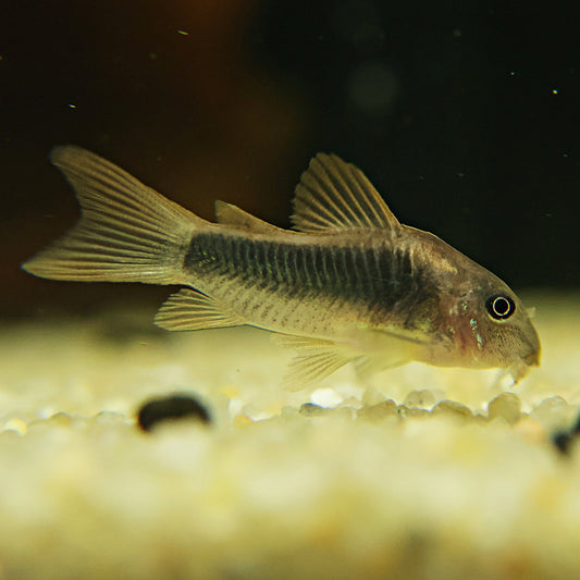 Corydoras Aeneus