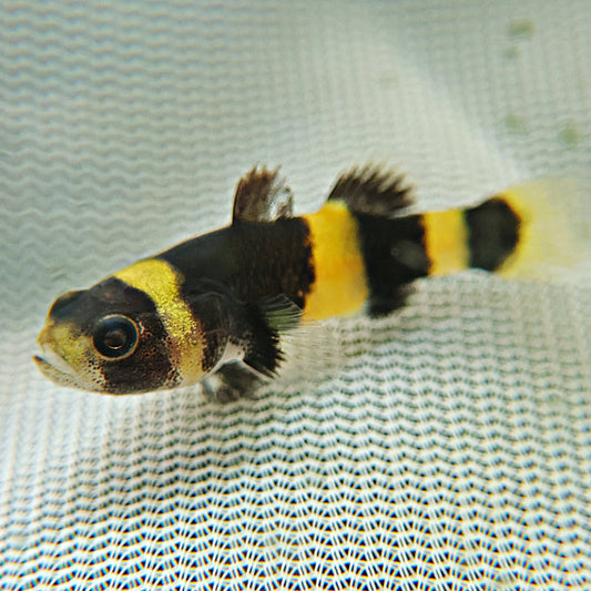 Gobie Abeille