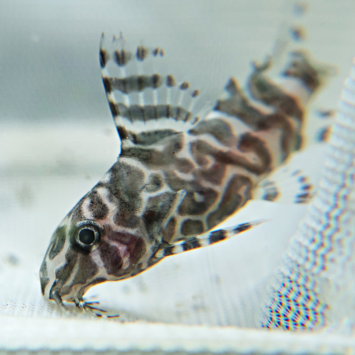 Synodontis eupterus