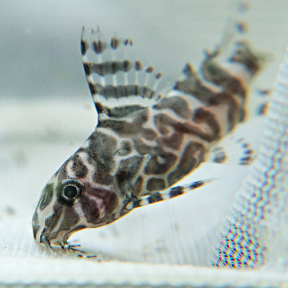 Synodontis eupterus