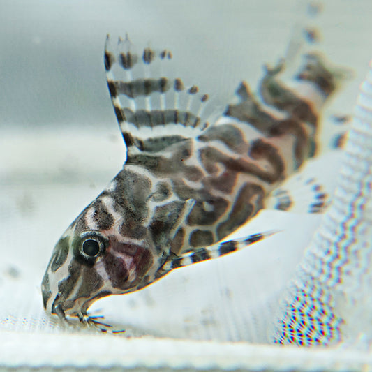 Synodontis eupterus