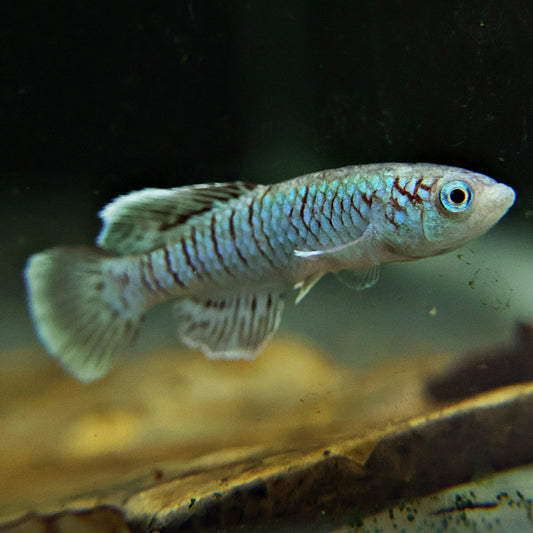 Nothobranchius Eggersi Blue - Couple