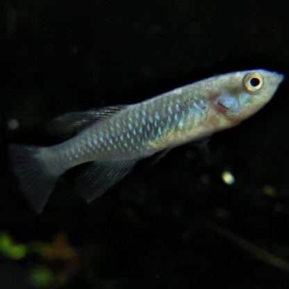 Nothobranchius Eggersi Blue - Couple