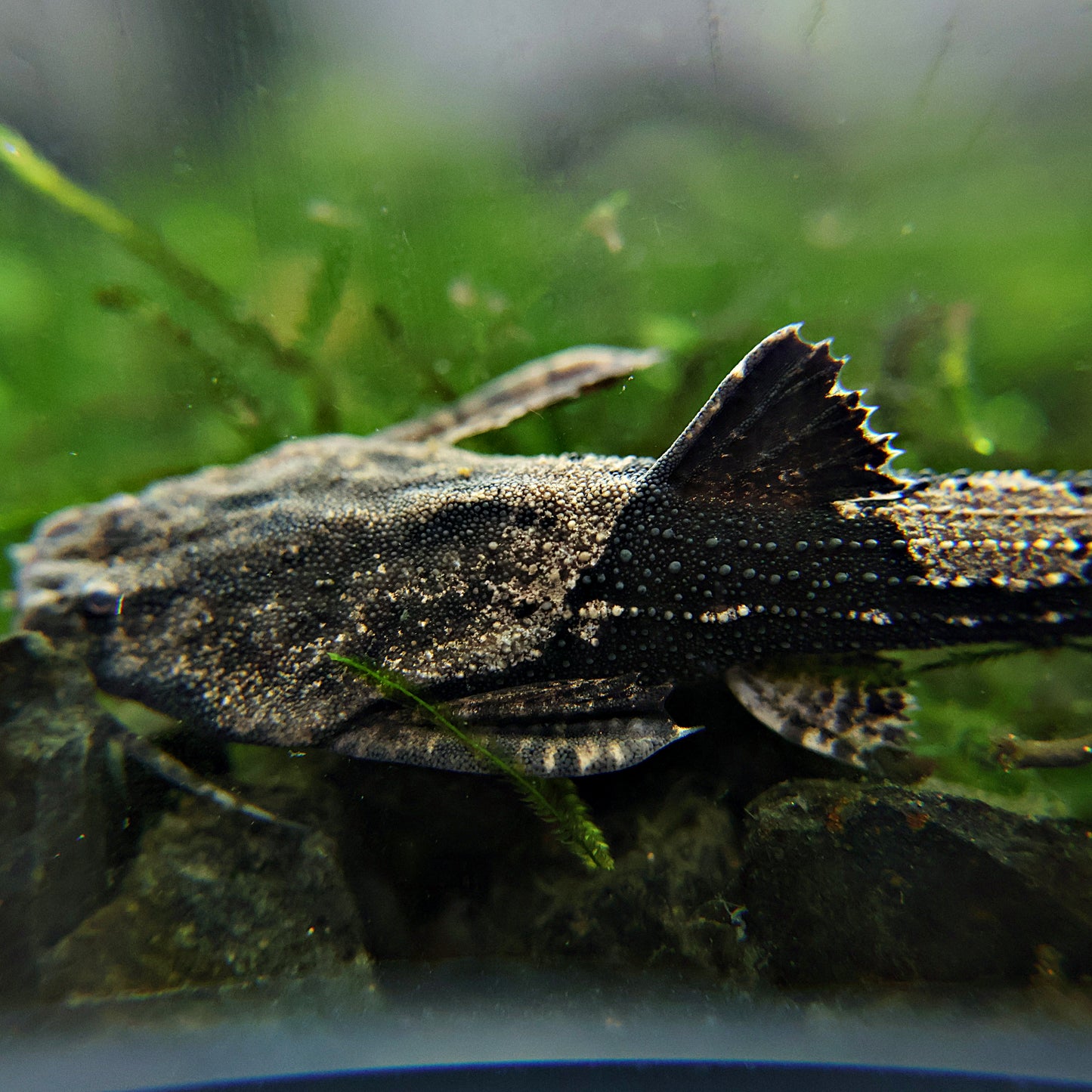 Poisson Banjo - Bunocephalus coracoideus