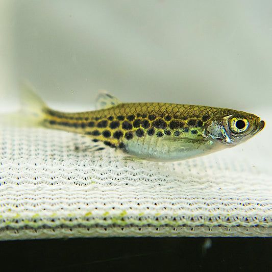 Danio Tiwini