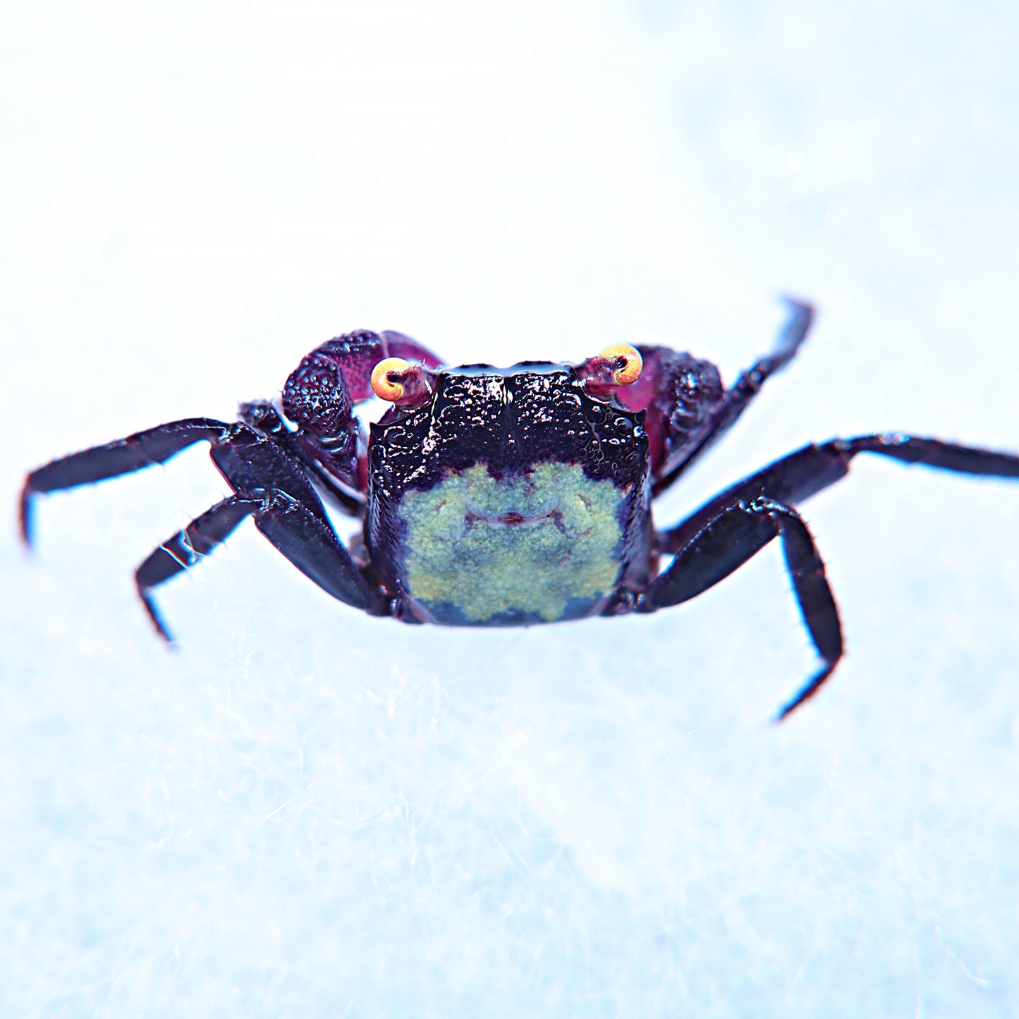 Crabe vampire dennerle (non séxé)