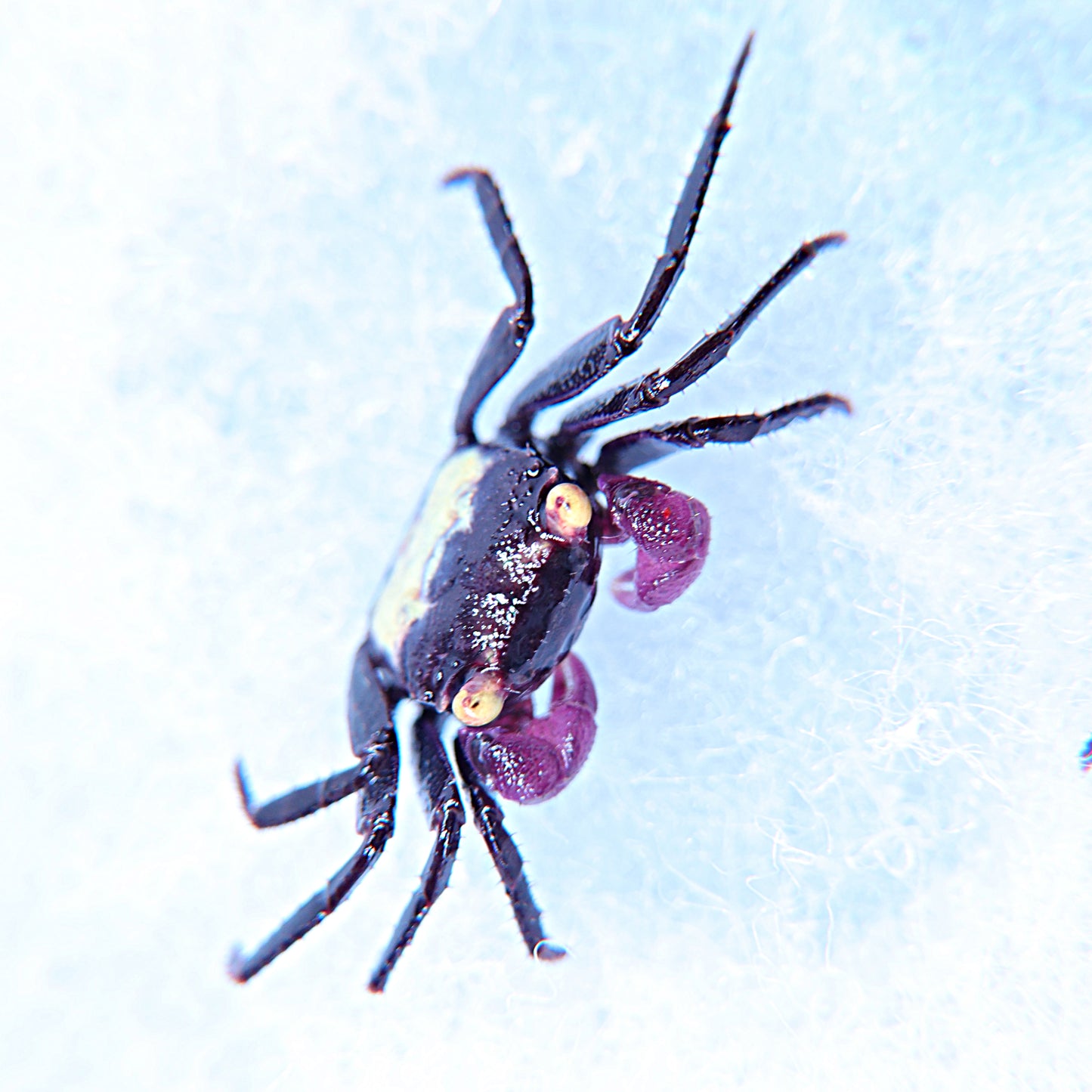 Crabe vampire dennerle (non séxé)